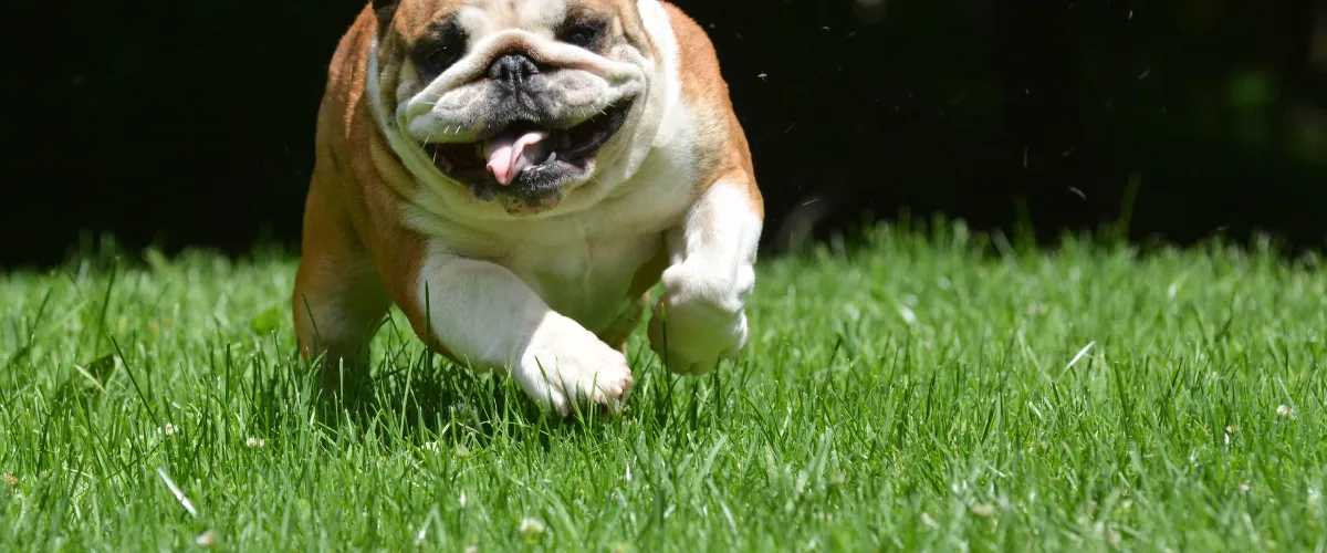 Happy bulldog running on green grass in a yard