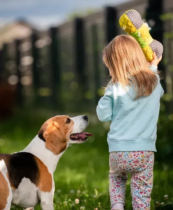Little girl playing fetch with her beagle in a backyard