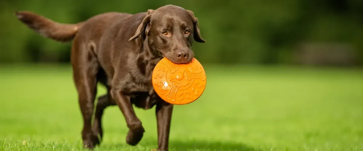 Chocolate Labrador retriever carrying an orange frisbee while walking on green grass.