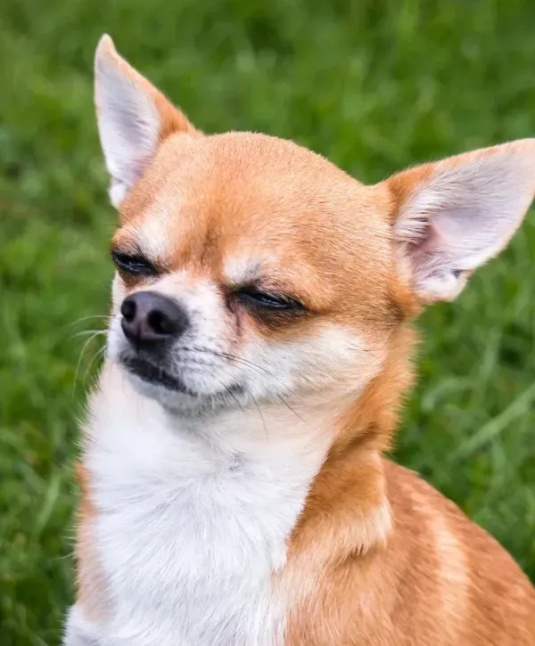 Adorable chihuahua sitting on green grass with eyes closed in a relaxed expression