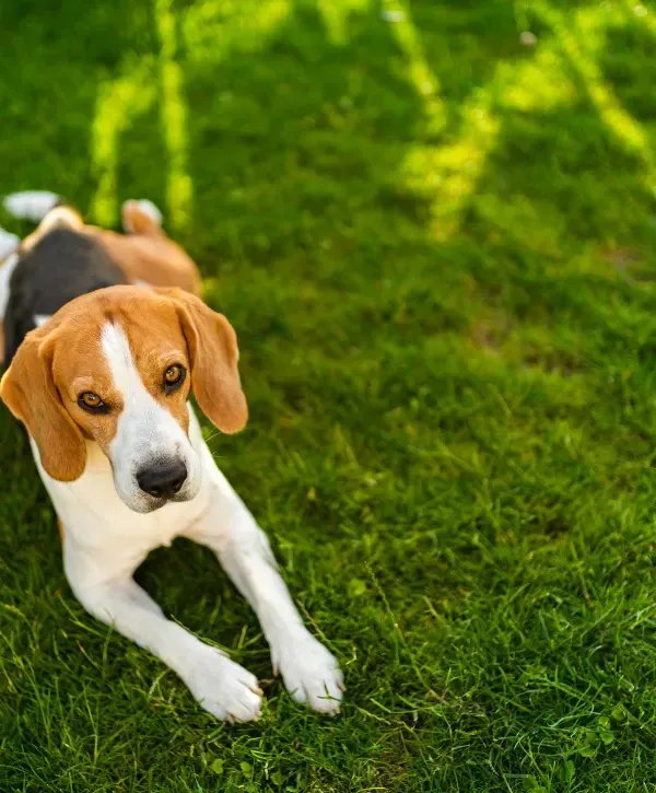 Beagle dog lying on a lush green grass lawn looking up