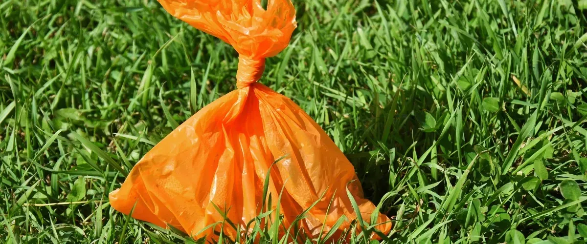 Orange dog waste bag tied and placed on a grassy lawn.