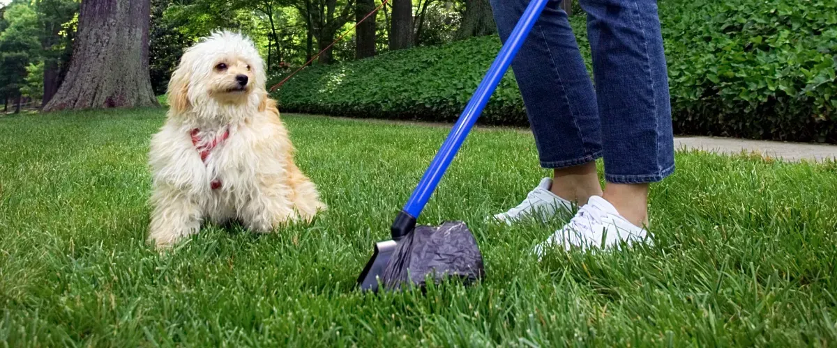 Dog owner using a scooper tool to pick up dog waste while dog watches