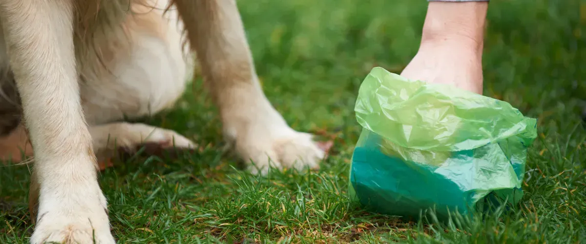 Person using a green bag to pick up dog waste on grass