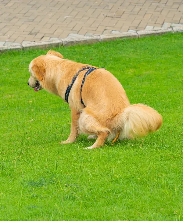 Beagle dog running with a toy in its mouth in a backyard