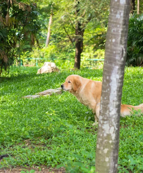 Dog in a grassy park area relieving itself