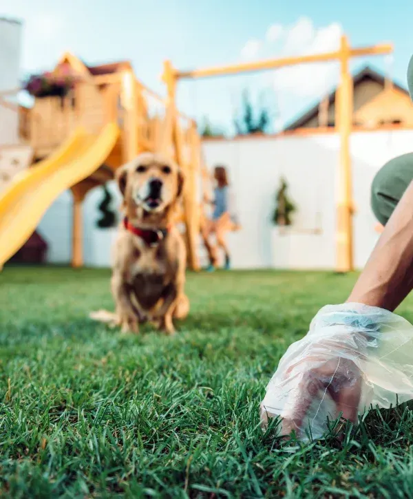 Person wearing a glove picking up dog waste from a grassy backyard with a dog in the background.