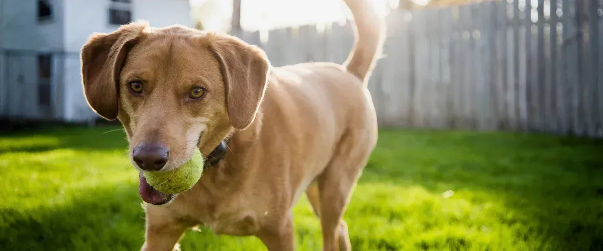 Brown dog holding a tennis ball while standing on green grass in a backyard.