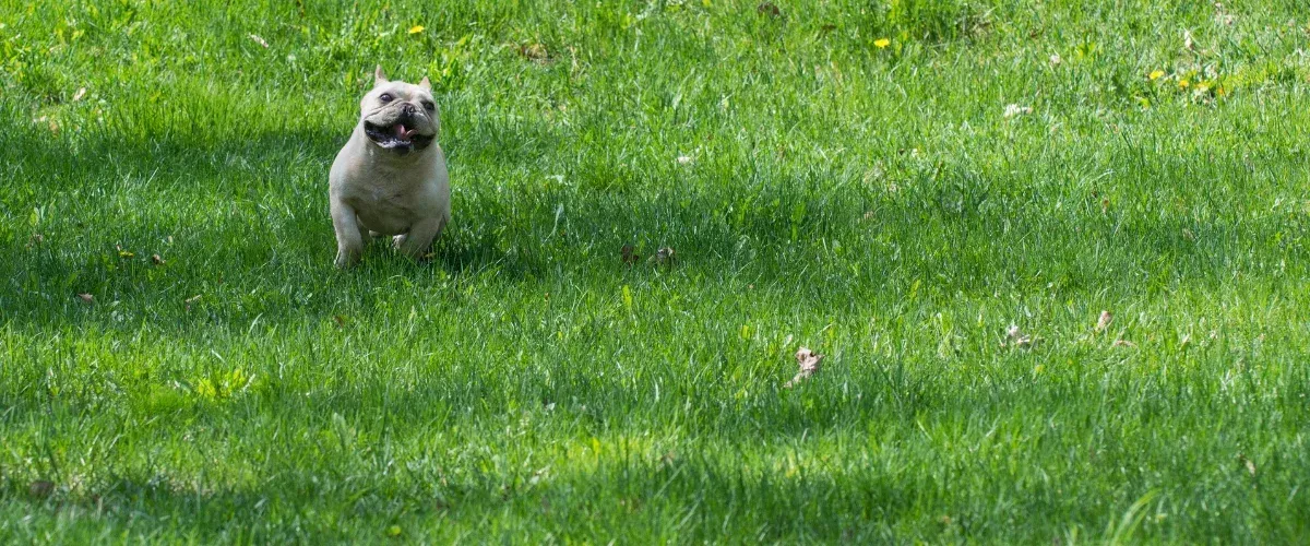 Small dog happily running across a green grassy lawn.