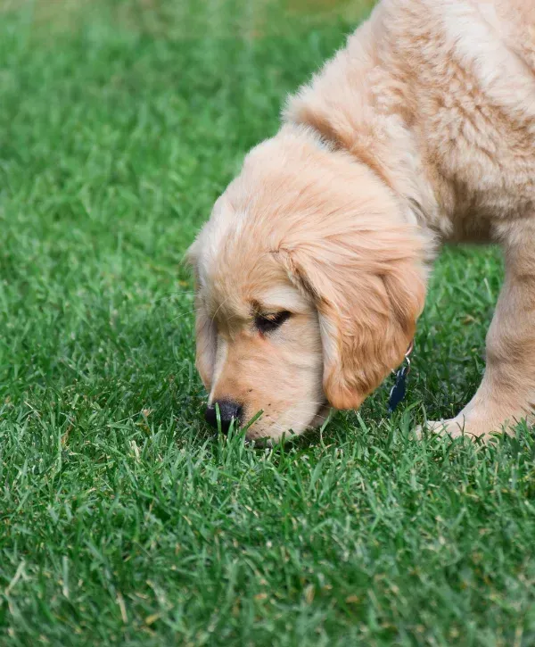 Golden retriever puppy sniffing grass in a backyard.