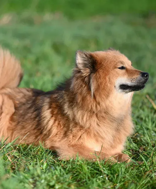 Dog lying and relaxing on grass in a sunny outdoor yard.