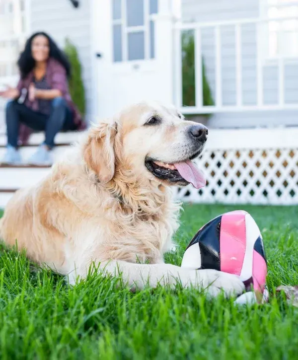 Golden retriever lying on green grass with a ball in a sunny backyard.