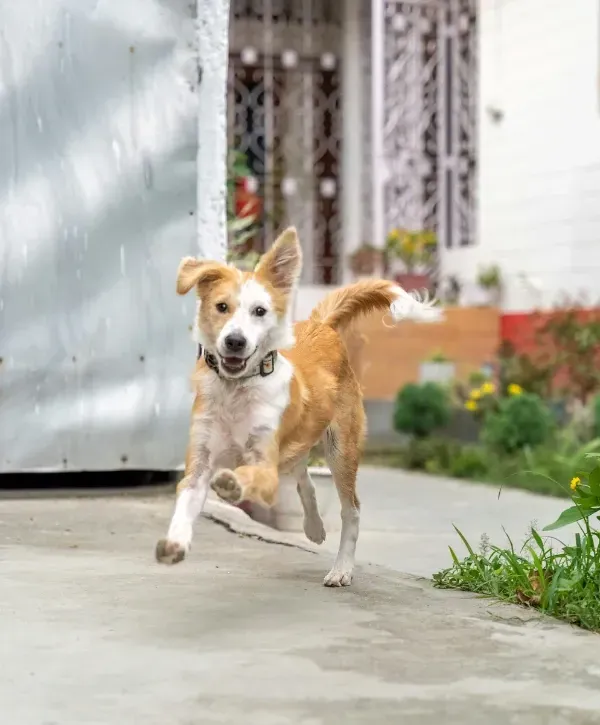 Happy brown and white dog running toward the camera on a residential walkway.