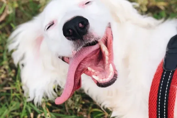 Dog Poop Cleanup in Westfield, IN | Reliable Pet Waste Removal