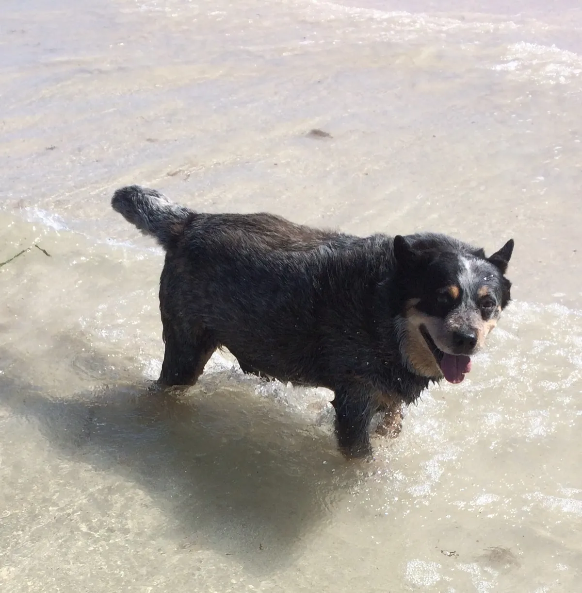 Britt Brennan with her blue heeler cattle dog