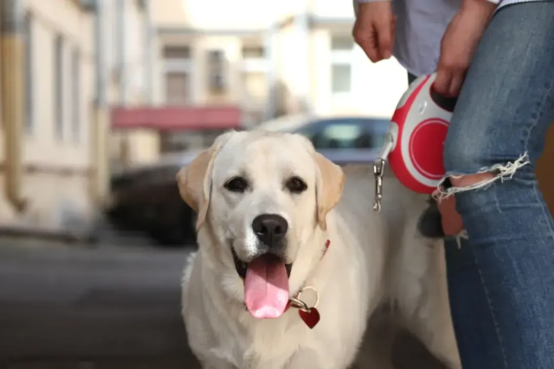 a dog that is standing next to a person