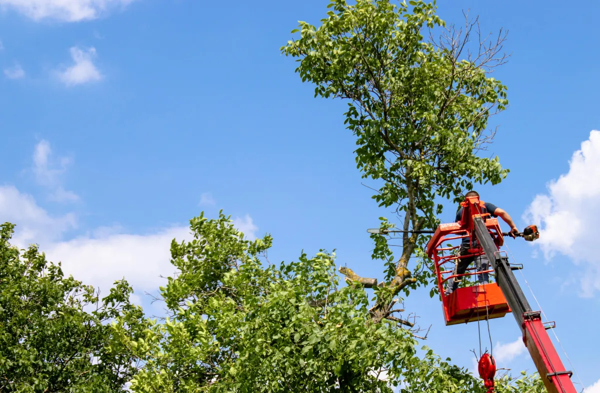 Tree trimming Bakersfield ca