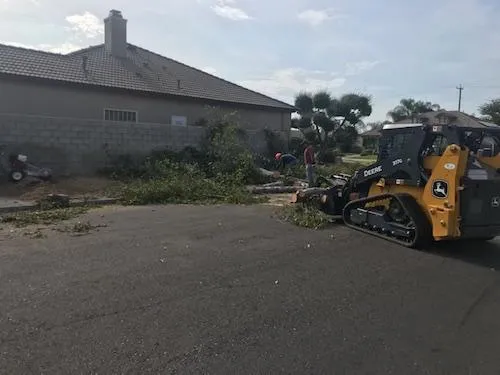 Tree removal