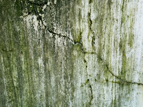 Mold Remediation in Salem