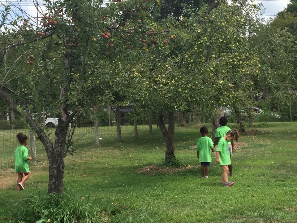 4 kids apple picking by apple trees