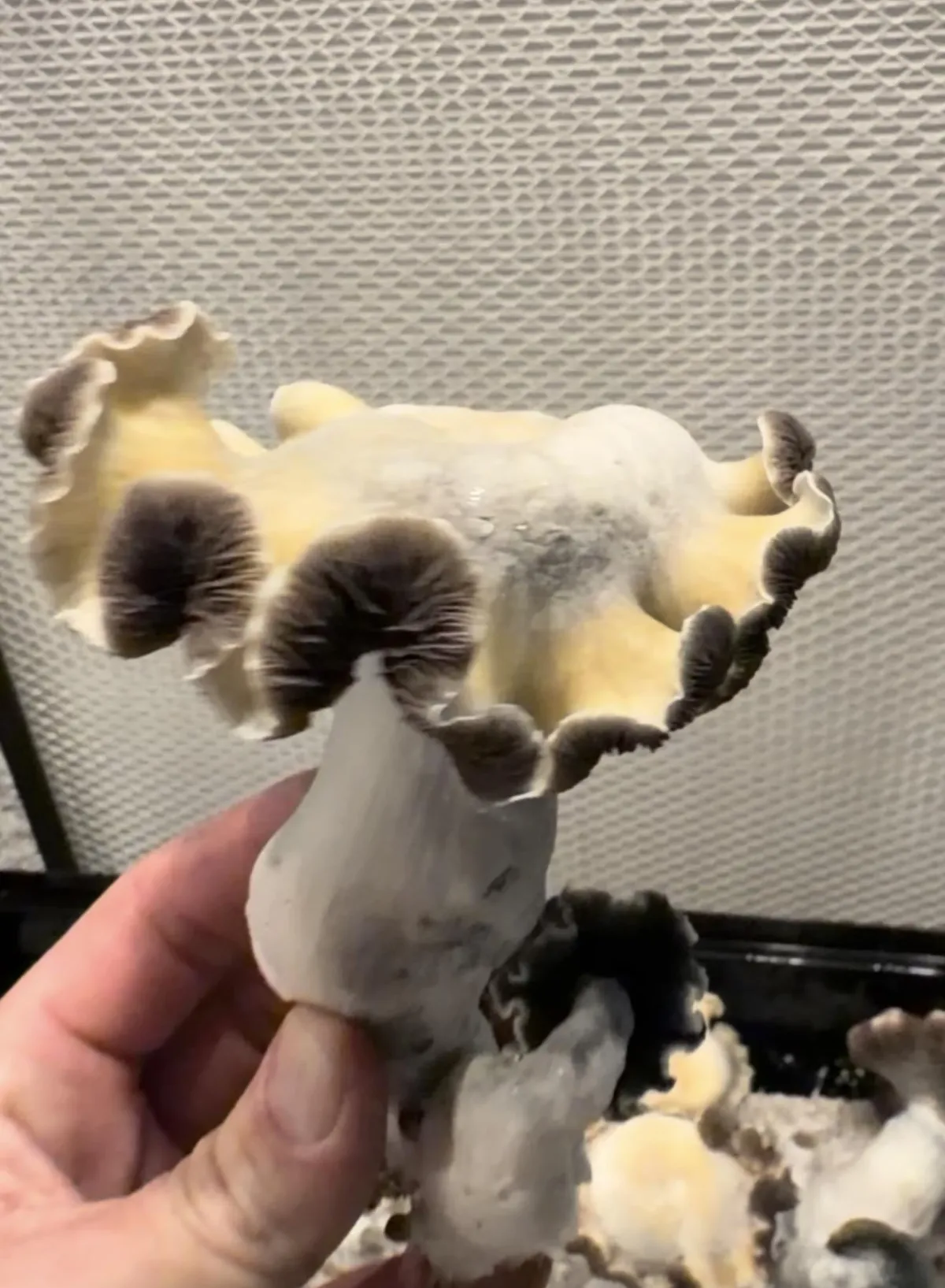 Premium mycelium growth in a sterile lab environment illuminated by cold industrial light