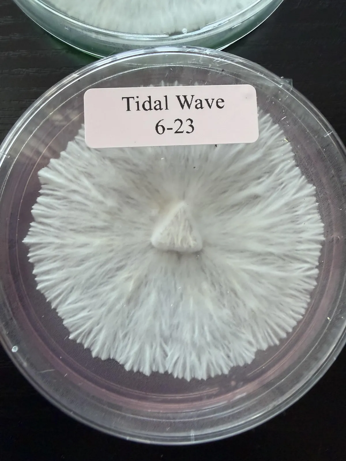 Agar Research Plates Product Image