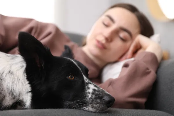 Pet Drug Overdose: Signs, Risks & Prevention Tips