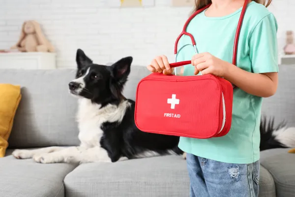 Pet First Aid Basics: How to Handle Common Emergencies at Home