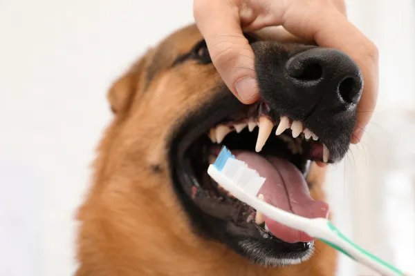 Dental Care for Pets: Prevention, Signs, and Treatment