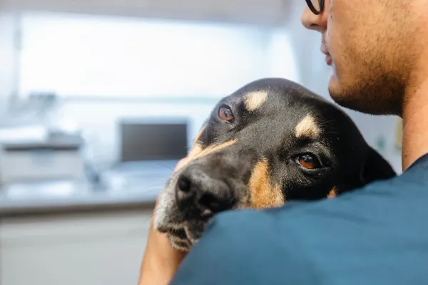 Everyday Foods That Can Be Dangerous for Pets