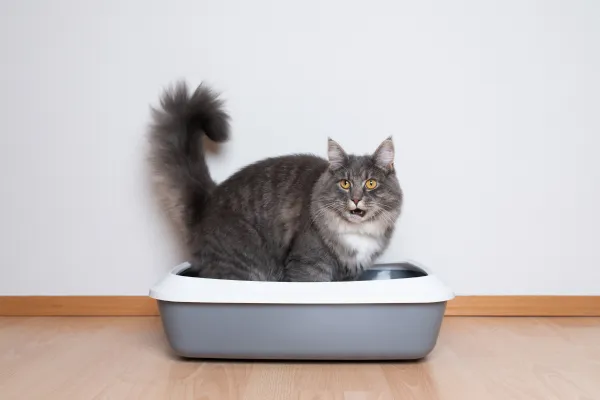 Why Multiple Litter Boxes Matter in a Multi-Cat Home