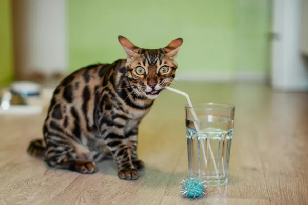 Why Is My Pet Drinking So Much Water?
