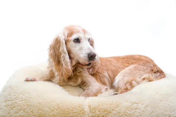 Is My Pet Just Slowing Down, or Could It Be Arthritis?