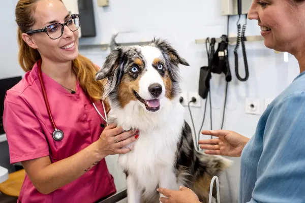 How Often Should My Pet Really Have a Wellness Exam?
