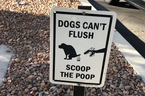 What Your Pet's Poop Can Tell You About Their Health