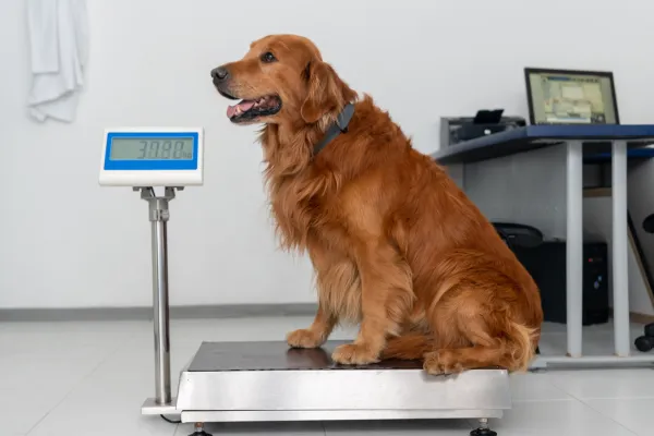 Why Is My Pet Losing Weight?
