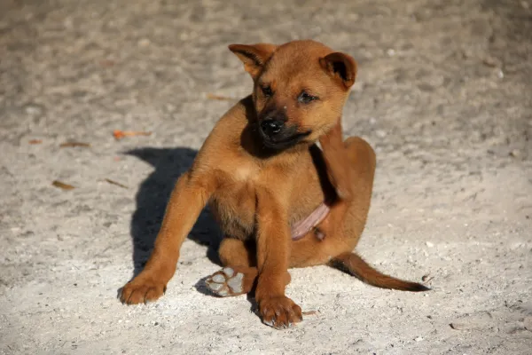 Understanding Allergies in Dogs: More Than Just Itchy Skin