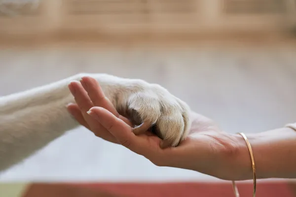 Senior Pet Care: Helping Pets Age Comfortably
