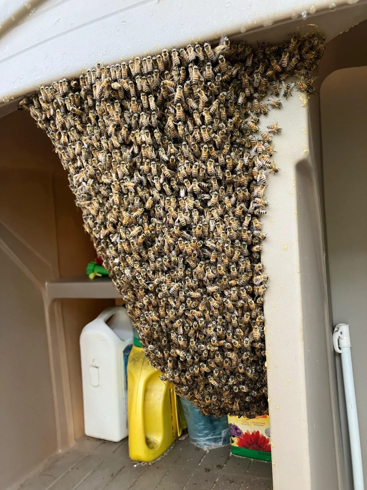 Emergency Bumble Bee Nest Relocation!