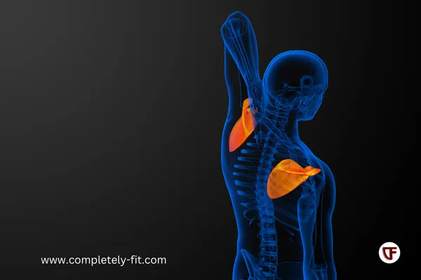 Scapular Movement