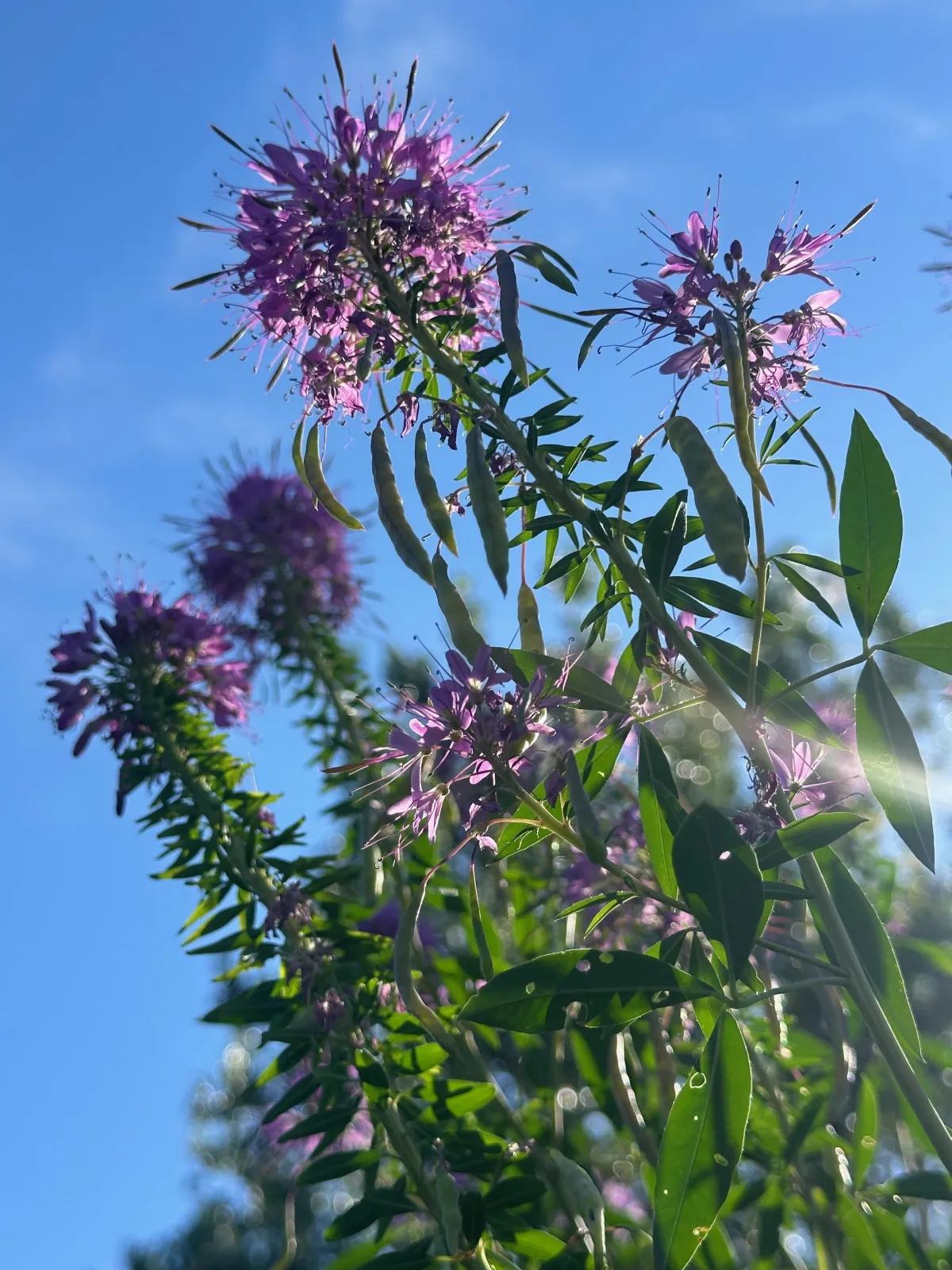 Rocky Mountain bee plant against a blue sky