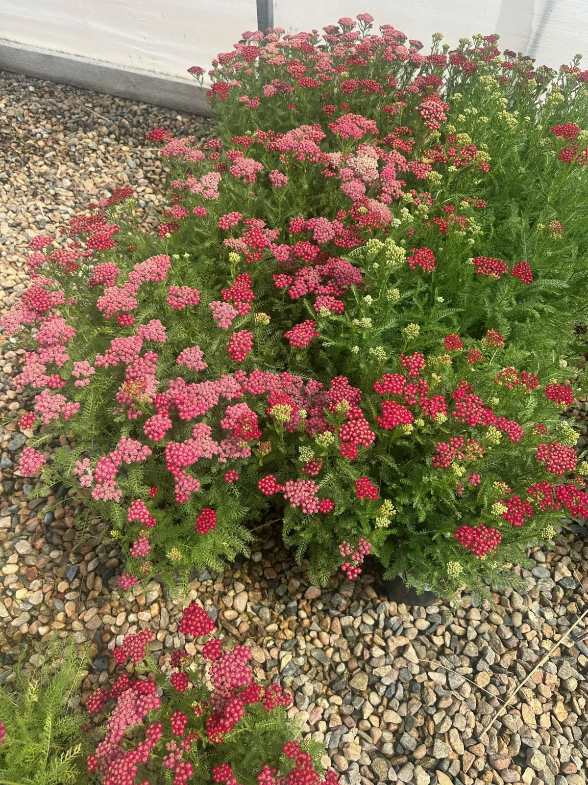 Pink and red yarrow