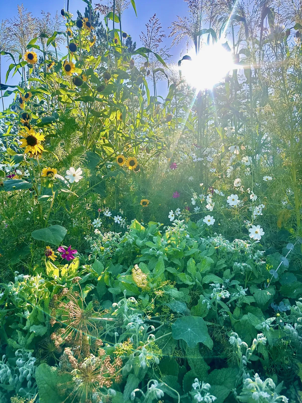 Sunflowers, cosmos and grasses in morning light