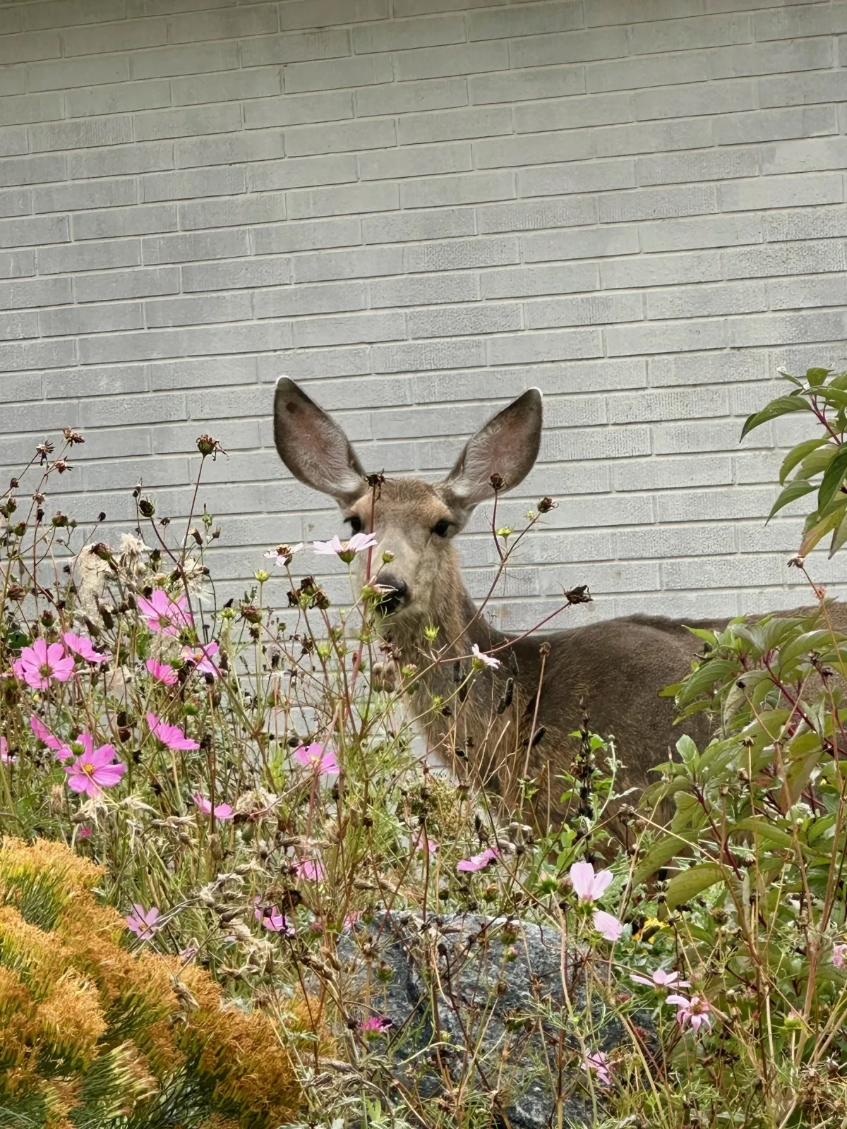 A mule deer looking out through pink cosmos