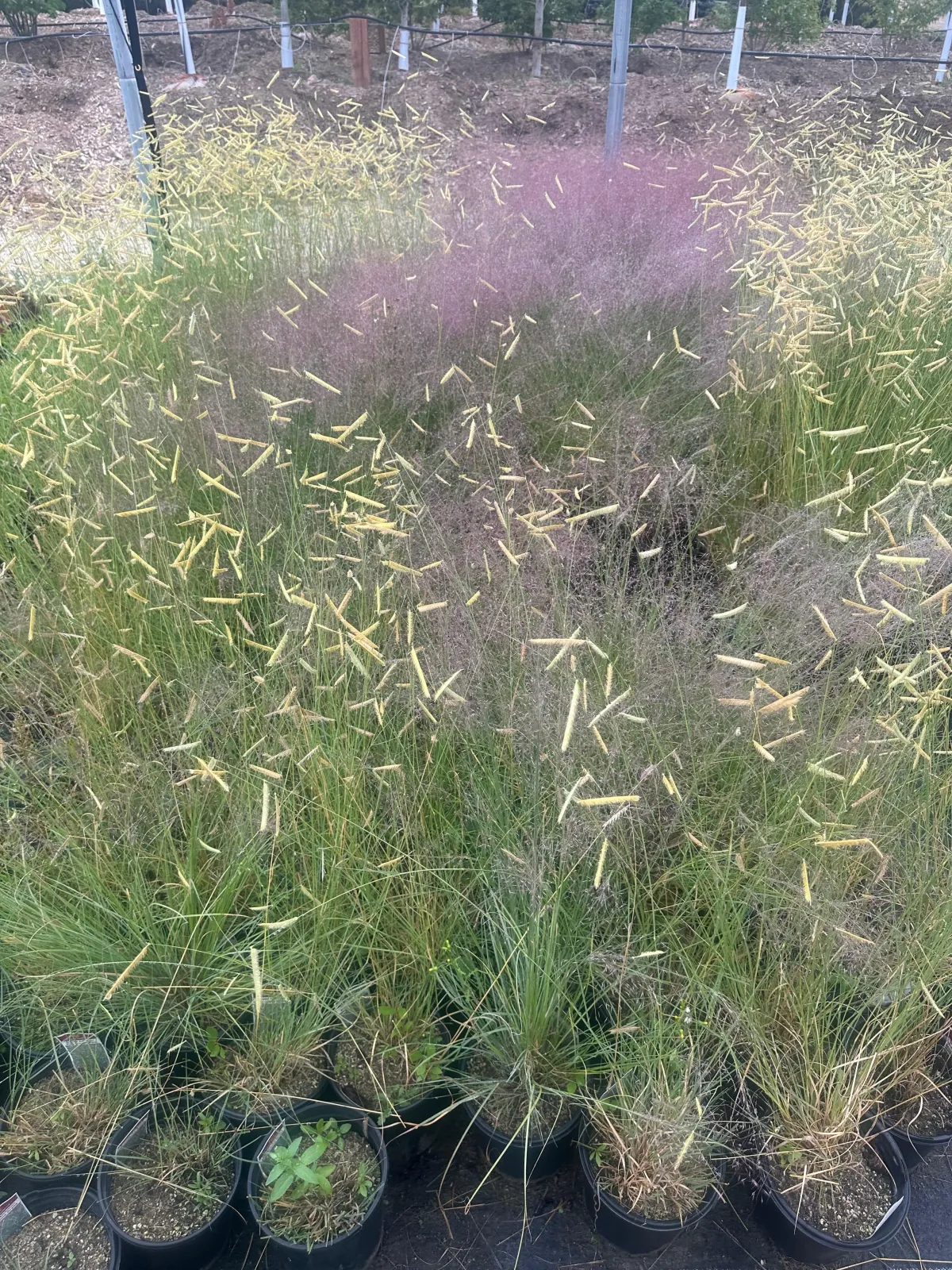 Blue grama seedheads over pink muhly grass