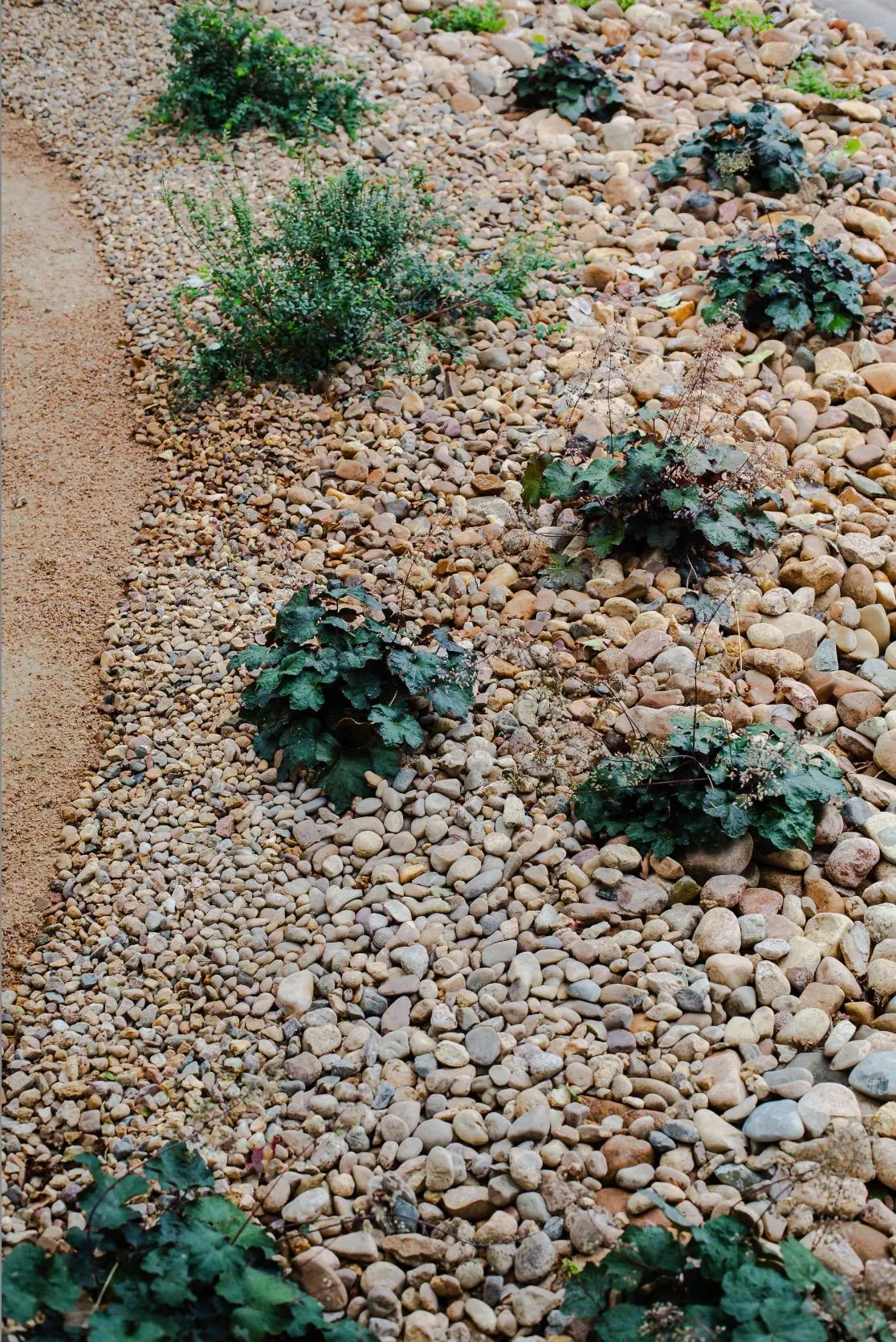 Heuchera among river rock