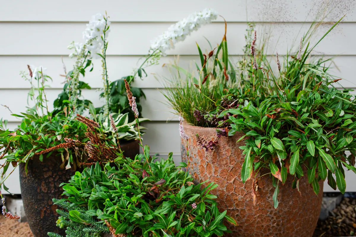 A recent Mother Gardener garden