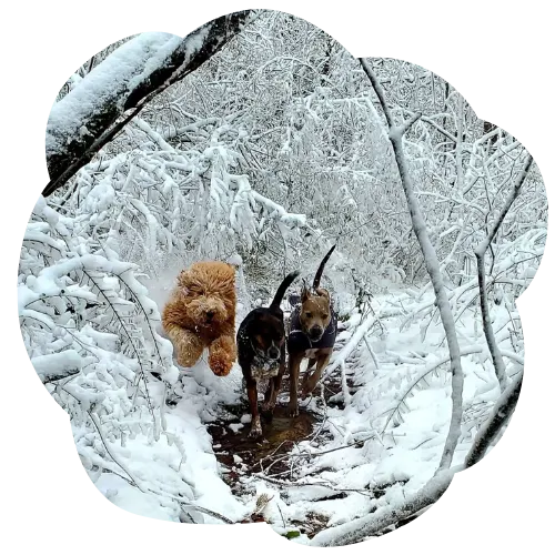 Learning how to come when called while out on the trails