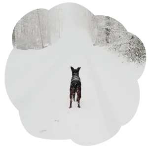 We'll walk your dog in bad weather so you do not have to