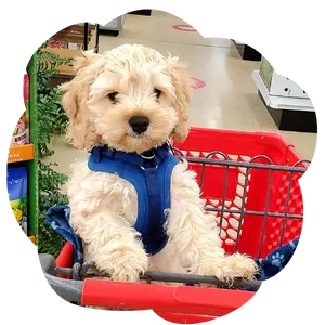 Puppy socialisation  at Ace Hardware